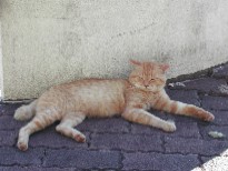 猫 猫