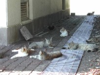 猫の群れ 猫の群れ