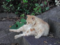 また猫 また猫