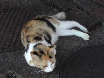 またまた猫 またまた猫