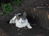 なぜかこの場所には猫が多いのです なぜかこの場所には猫が多いのです