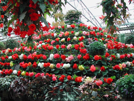 花のピラミッド 花のピラミッド