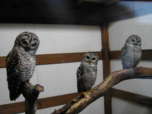フクロウ5 フクロウ5