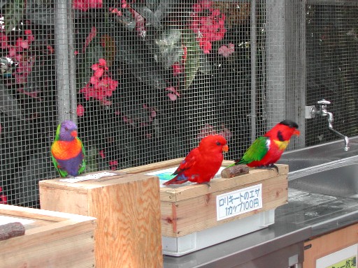 極彩色のインコ 極彩色のインコ