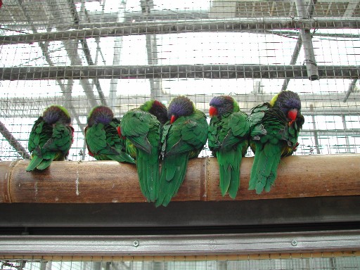 インコの一団 インコの一団