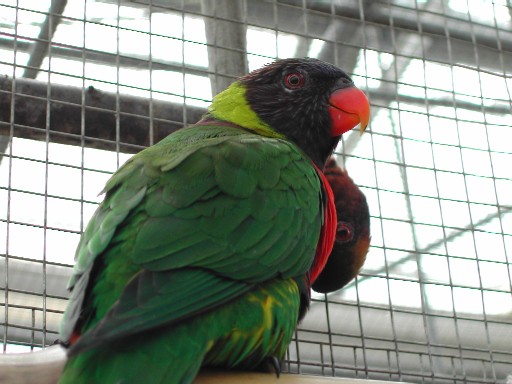 インコ 接写 インコ 接写
