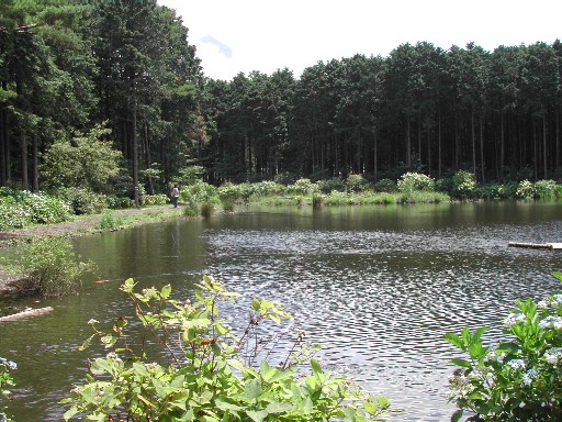 池もあります 池もあります